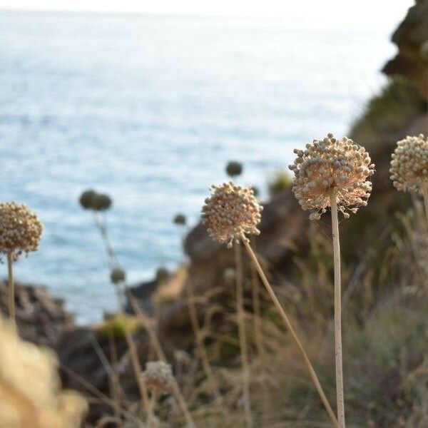 Allium commutatum 花