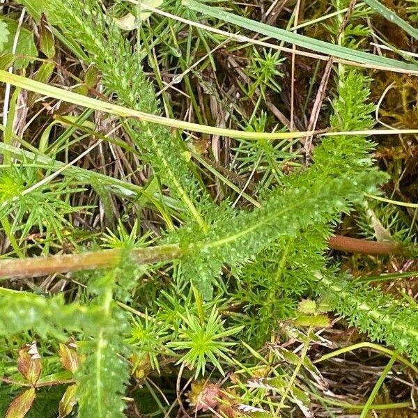 Achillea millefolium List