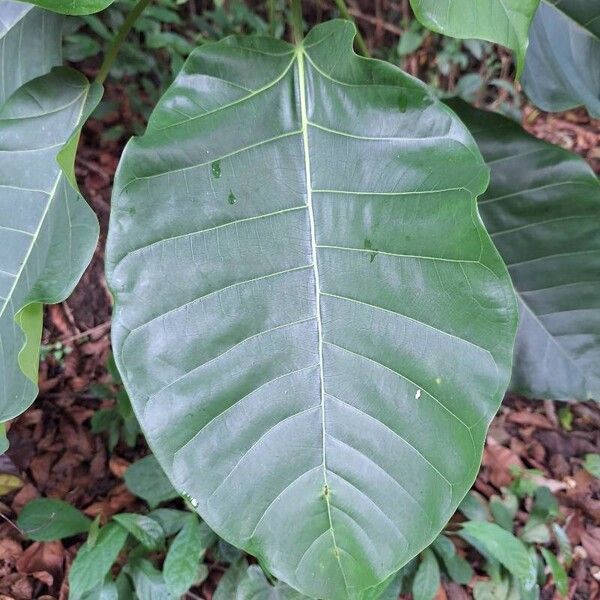 Ficus bubu Hostoa