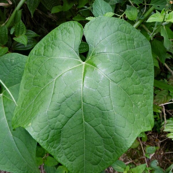 Ipomoea alba Blatt