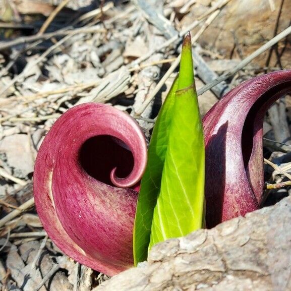 Symplocarpus foetidus Flower