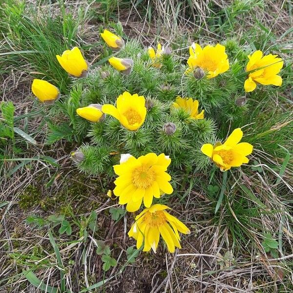 Adonis vernalis Flor