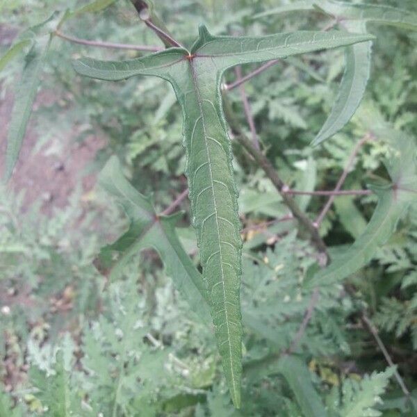 Abelmoschus moschatus Leaf
