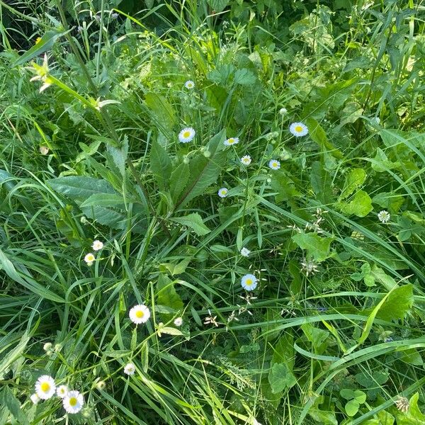 Erigeron annuus موطن