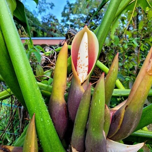 Philodendron davidsonii Bloem