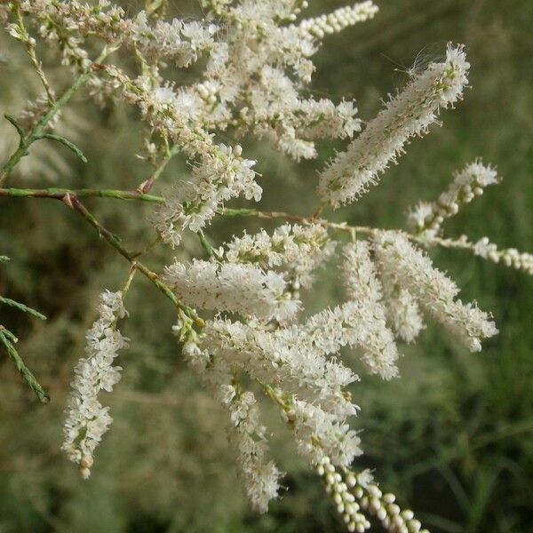 Tamarix senegalensis Flor