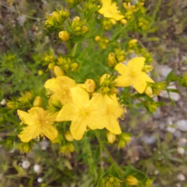 Hypericum perfoliatum Flor