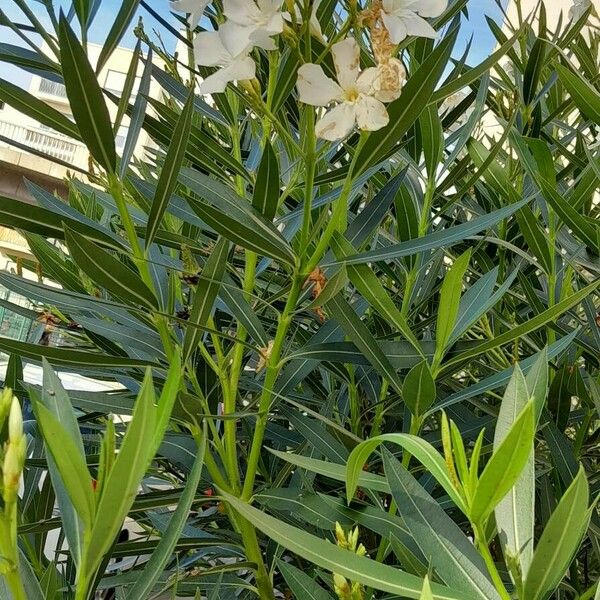 Nerium oleander ശീലം