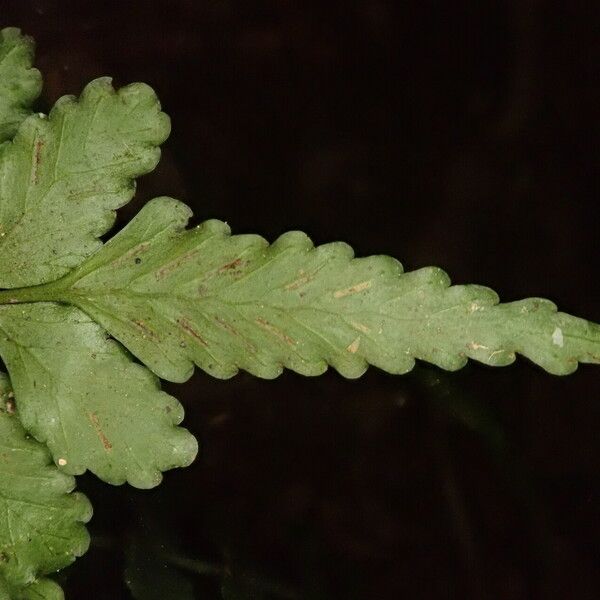 Asplenium macrophlebium Blad