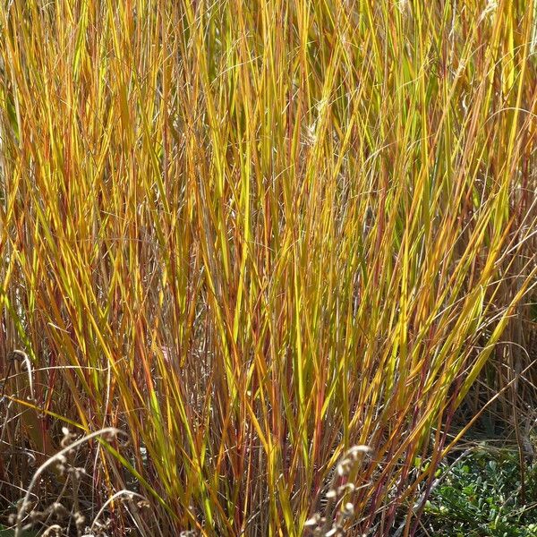 Achnatherum calamagrostis 葉