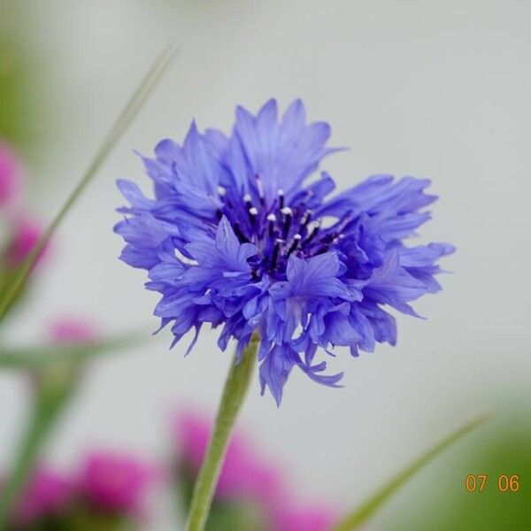 Centaurea cyanus Habitatea