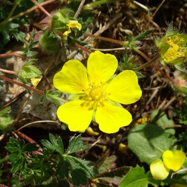 Potentilla verna Flower