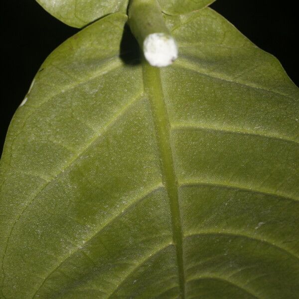 Calotropis procera Leht