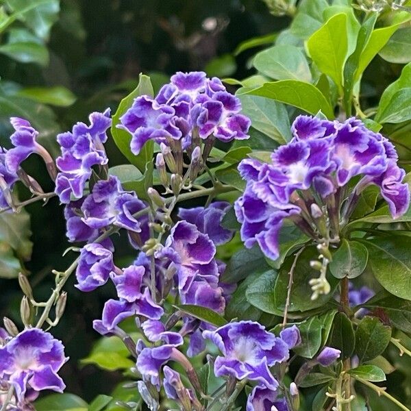 Duranta erecta 花