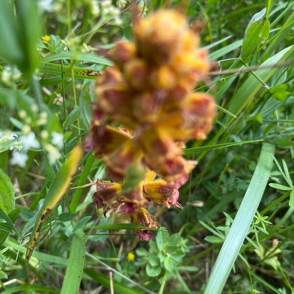 Orobanche gracilis Kukka