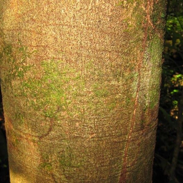 Couepia bracteosa Schors