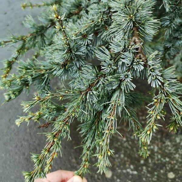 Cedrus atlantica Blatt