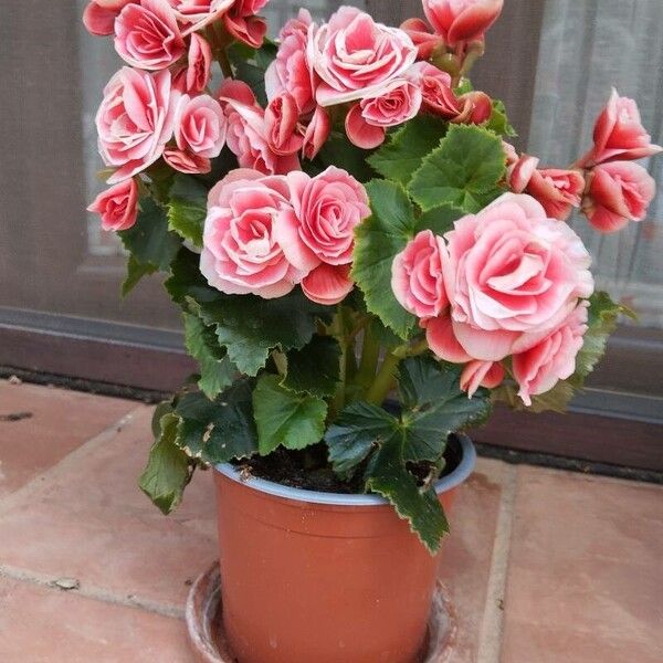 Begonia grandis Kvet