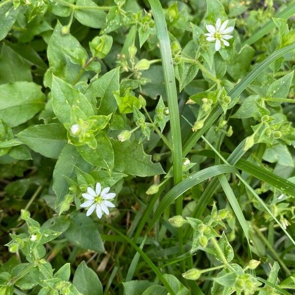 Stellaria aquatica 花