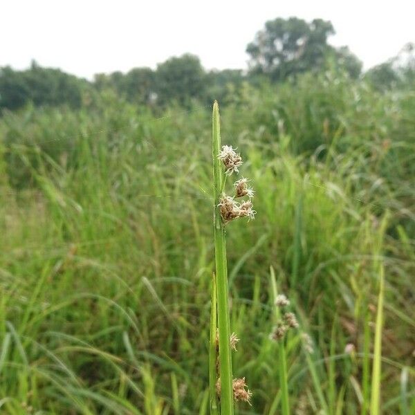 Schoenoplectus triqueter Çiçek