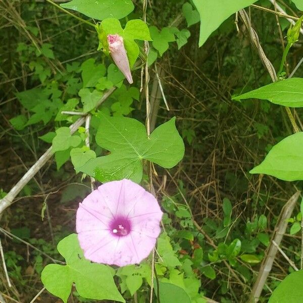 Ipomoea cordatotriloba Flors