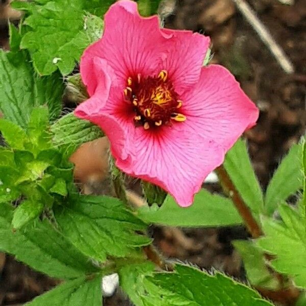 Potentilla nepalensis Flower