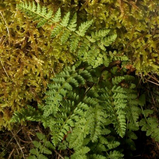 Woodsia ilvensis 形态