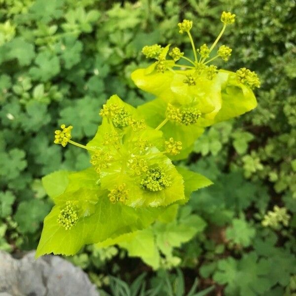 Smyrnium perfoliatum Flor