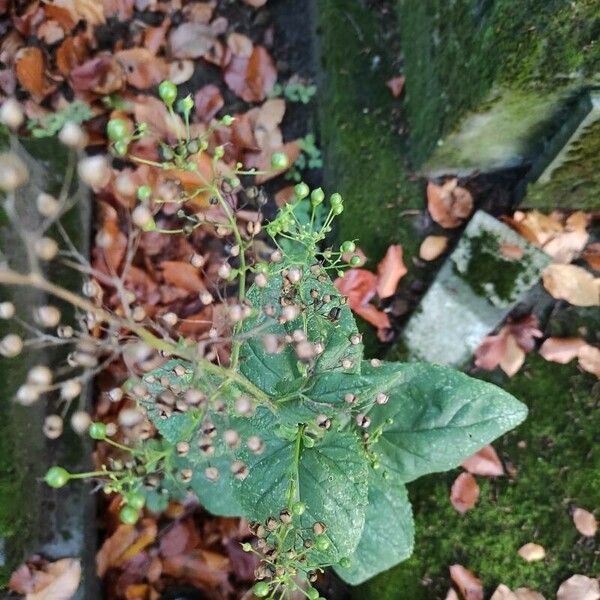 Scrophularia nodosa Leht