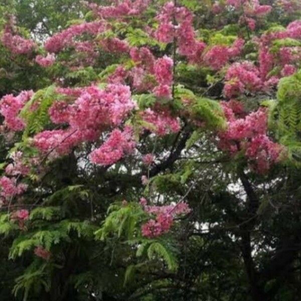 Cassia javanica Blomst