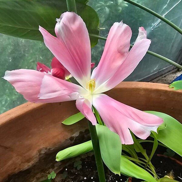 Zephyranthes carinata ফুল