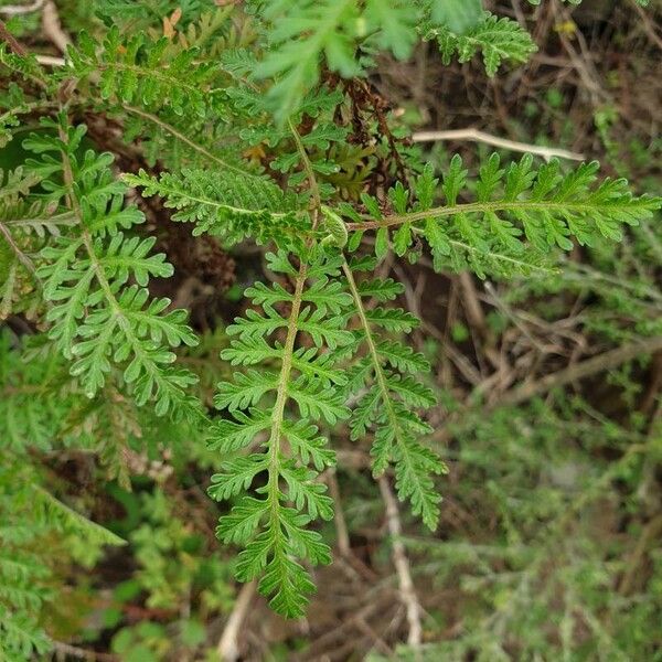 Gonospermum fruticosum Leaf