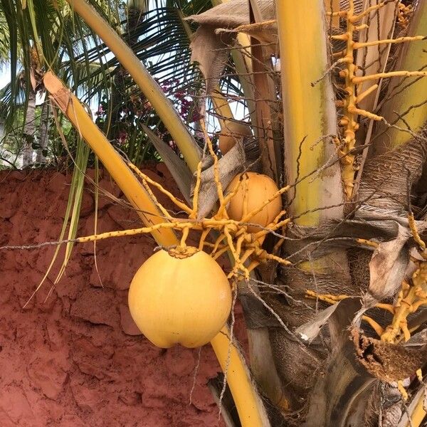 Cocos nucifera Frucht