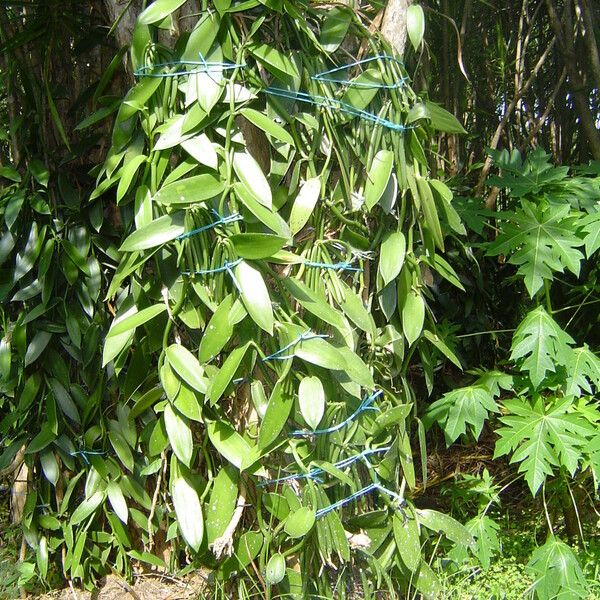 Vanilla planifolia Habitus