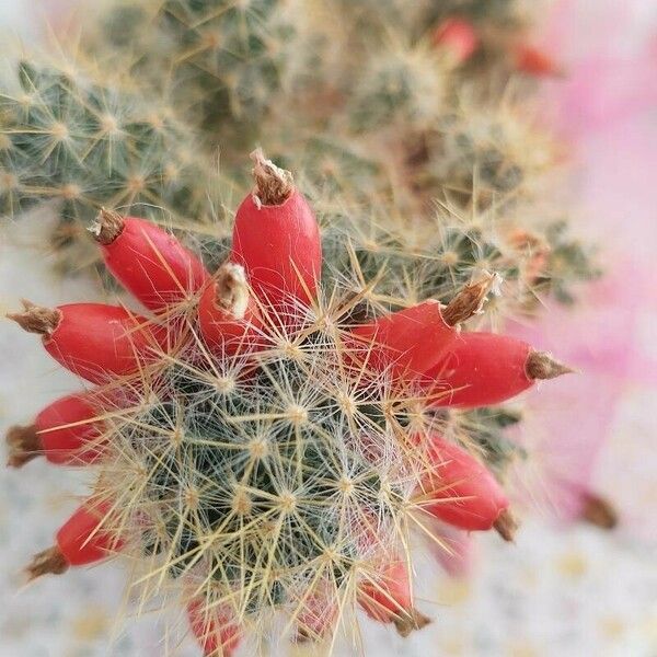 Mammillaria prolifera Flower