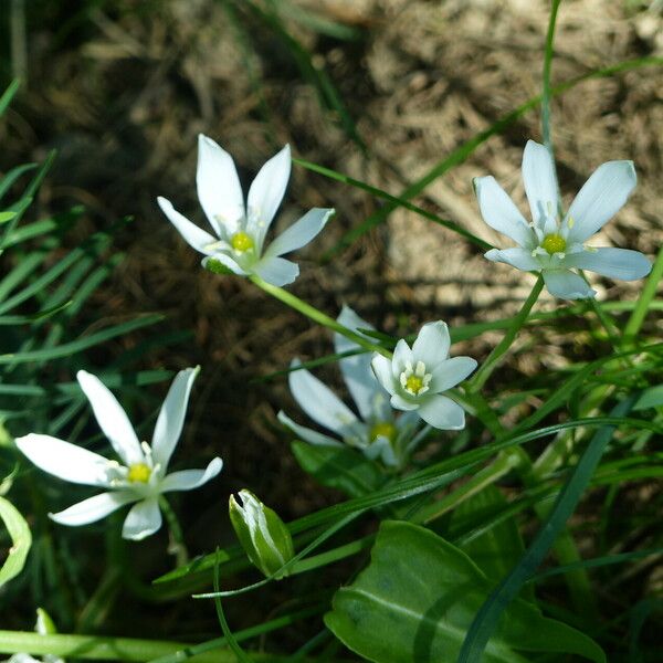 Ornithogalum orthophyllum Blüte