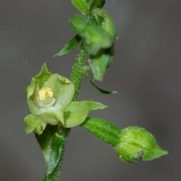 Epipactis albensis Blomma