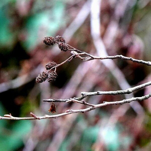 Alnus incana बार्क (छाल)