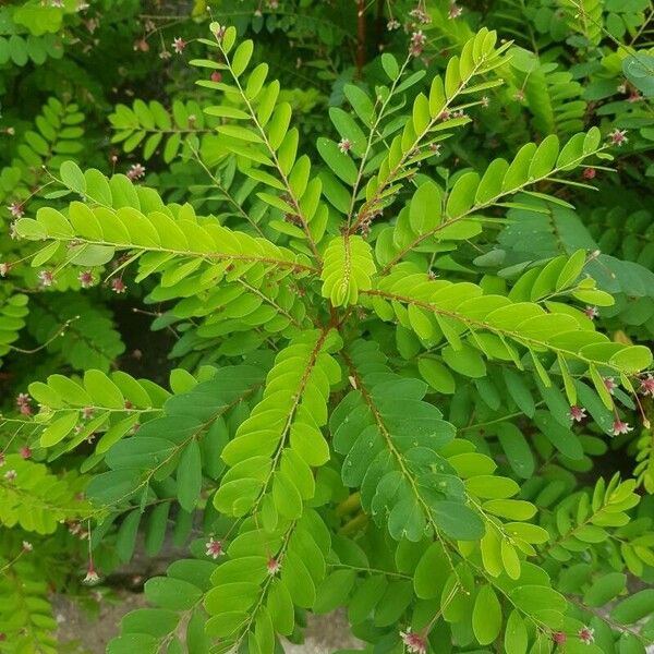 Phyllanthus pulcher Frunză