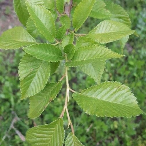 Ulmus minor Folha