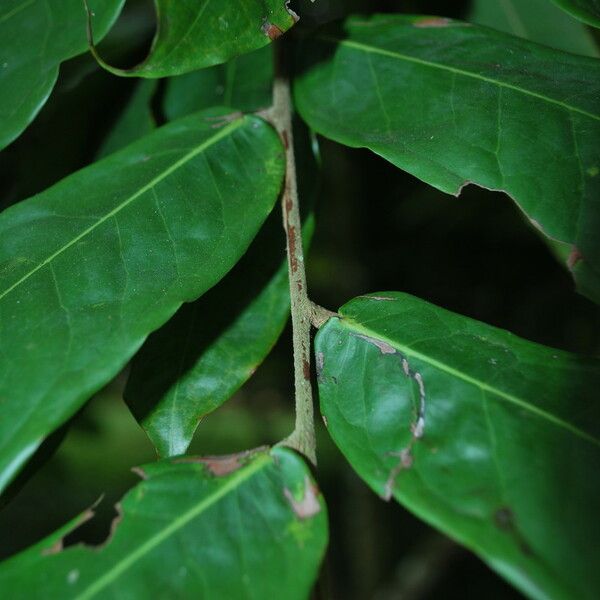 Brownea grandiceps Blad