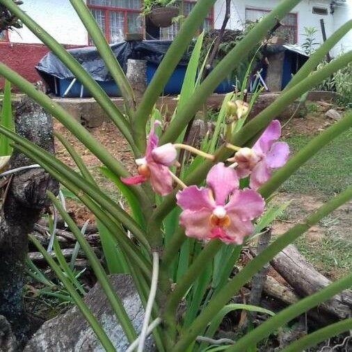 Vanda coerulescens Квітка