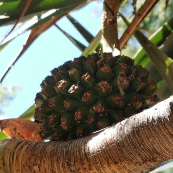 Pandanus utilis Fruit