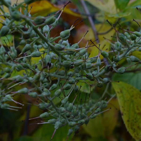 Clethra alnifolia 花