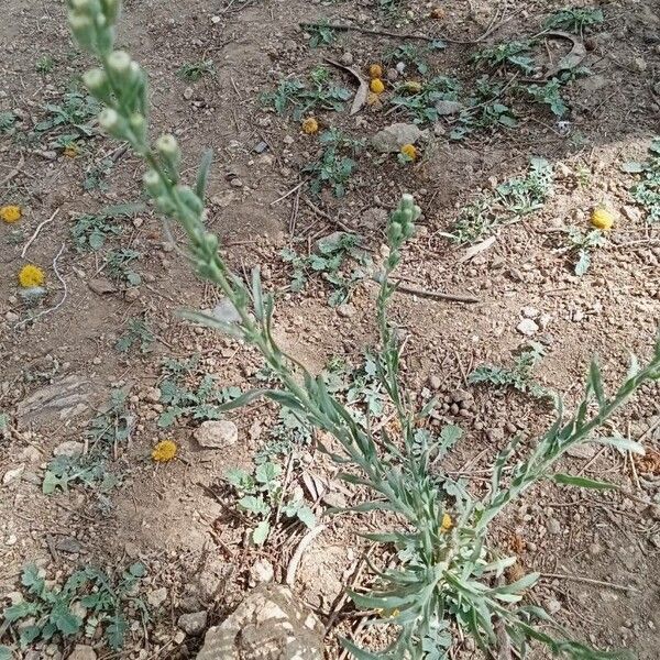 Erigeron bonariensis Hàbitat