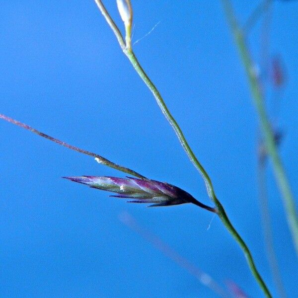 Eragrostis acutiflora Other