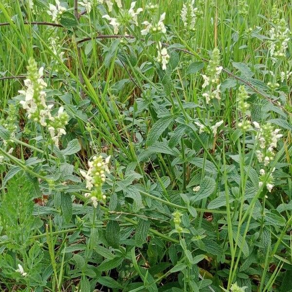 Stachys recta Habitatea