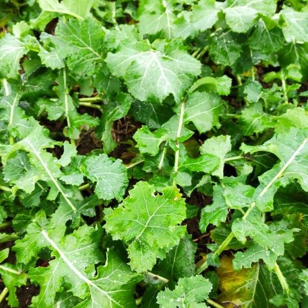 Brassica juncea Hábito