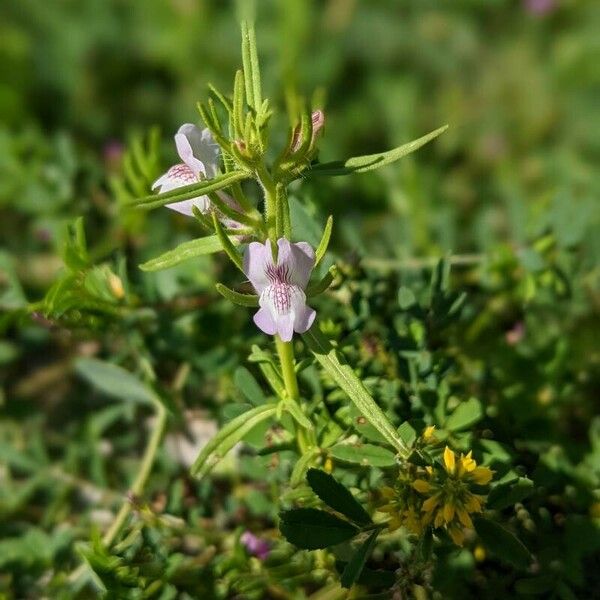 Misopates orontium Λουλούδι
