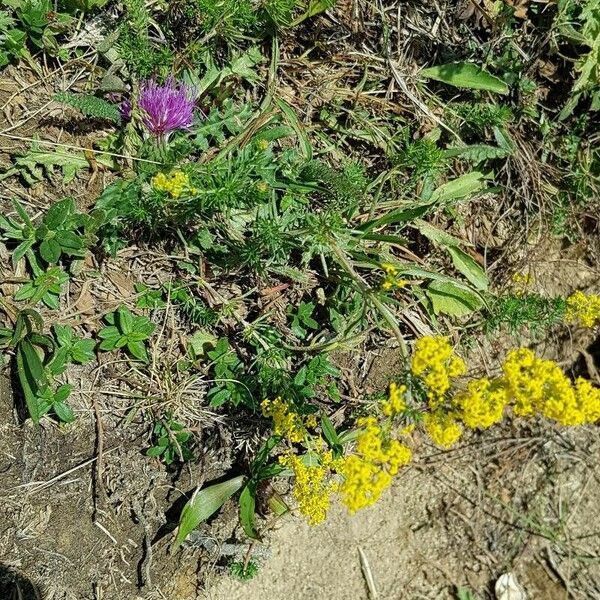 Galium verum Habit